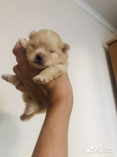 Померанский шпиц