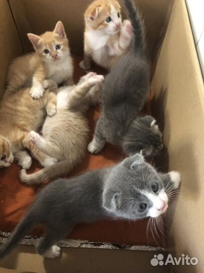 Котята в добрые руки, 1,5мес, приучены к лотку