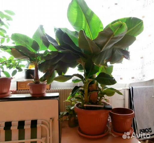 Банан комнатный