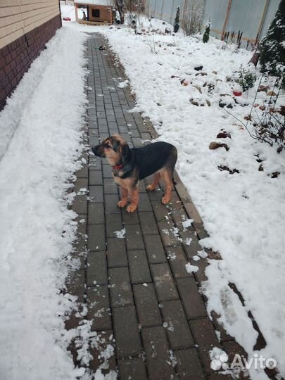 Хороший щенок девочка