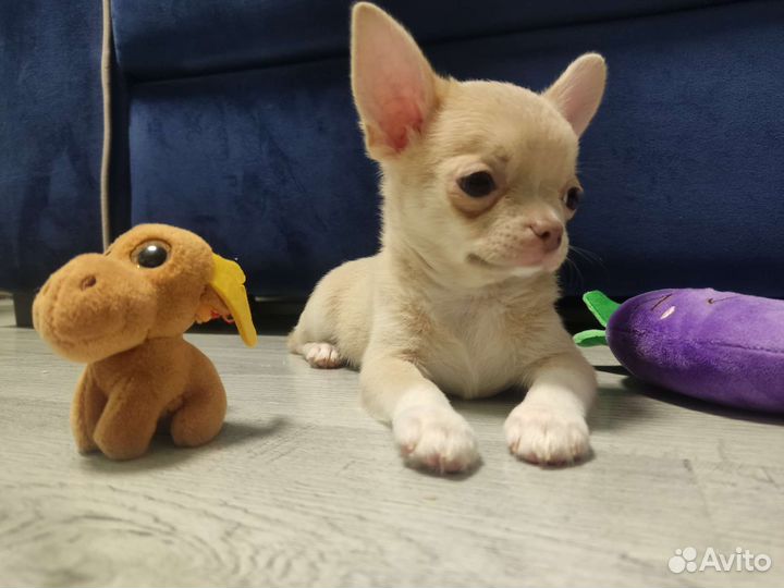 Щенки чихуахуа РКФ