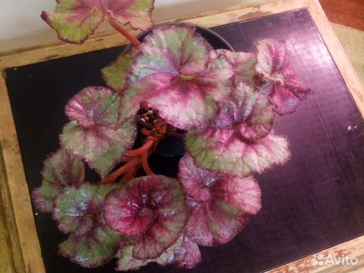 Бегонии декоративнолиственные