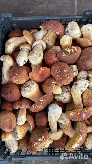 Белые грибы