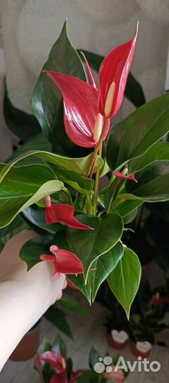 Антуриум, Стрелиция Регина седум