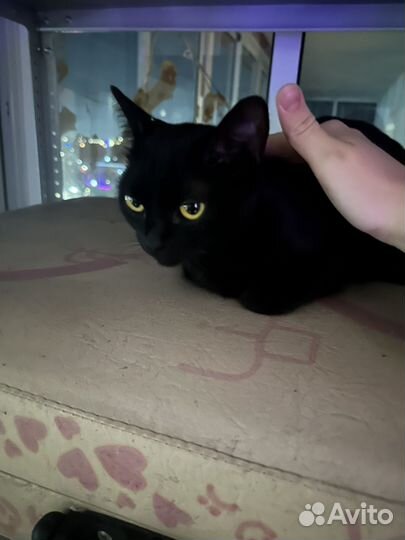 Черная кошка