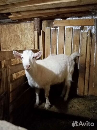 Козы и козлята