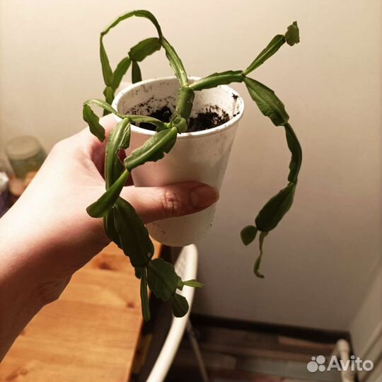 Комнатные цветы