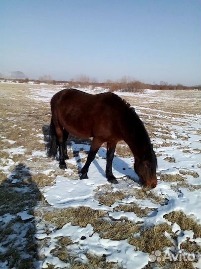 Лошадь жеребец