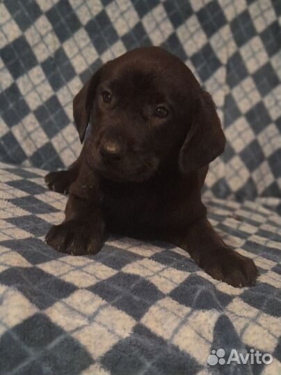Щенки лабрадора