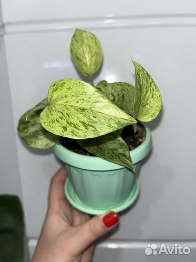 Эпипремнум марбл квин