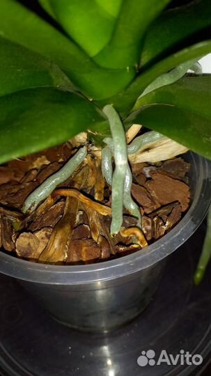 Орхидея фаленопсис биг лип Алладин