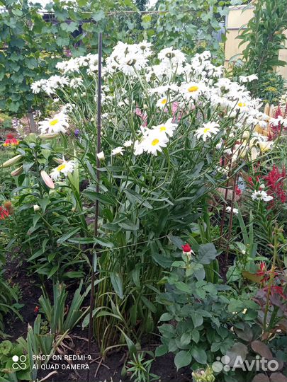 Продам саженцы ромашки садовой