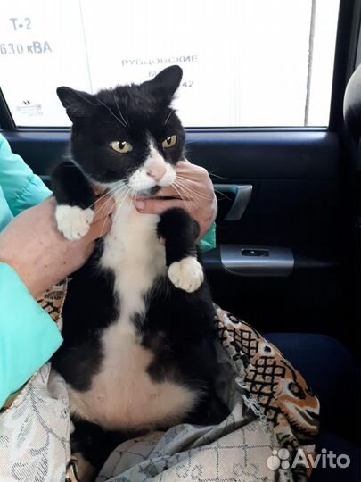 Котик Мусик