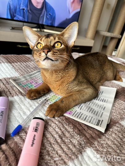 Абиссинский кот вязка