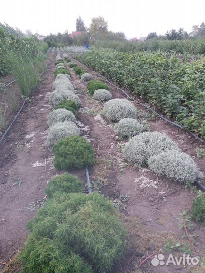 Декоративные кустарники