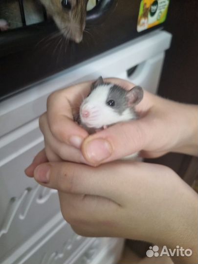 Декоративные крысята