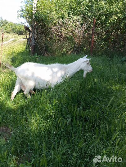 Коза нубийская, ламанча и заанинская