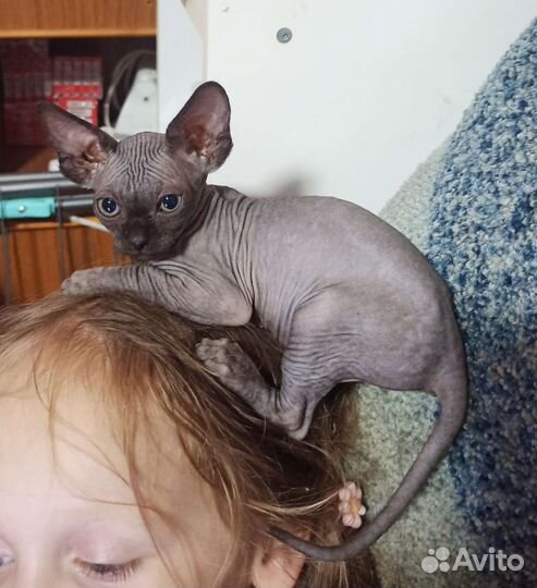 Канадский сфинкс котята