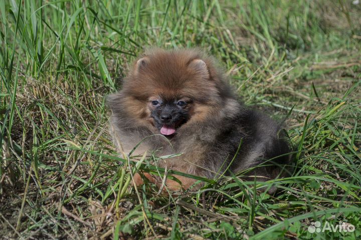 Славный парень