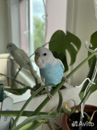 Ручной попугай, мальчик