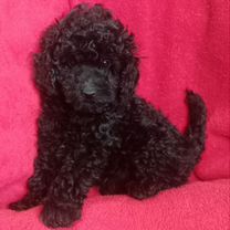 Той-пудель, щенок