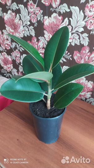 Фикус Эластико