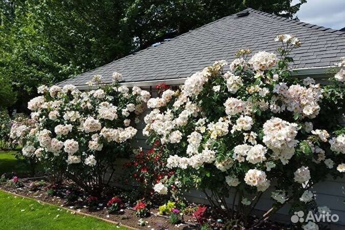 Роза мускусная Салли Холмс саженцы