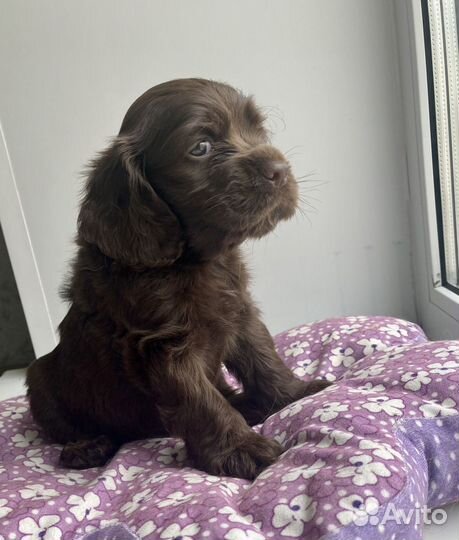 Кокер спаниель