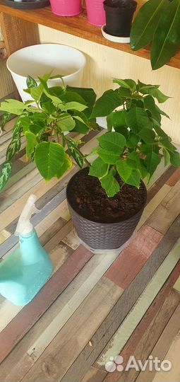 Комнатные цветы