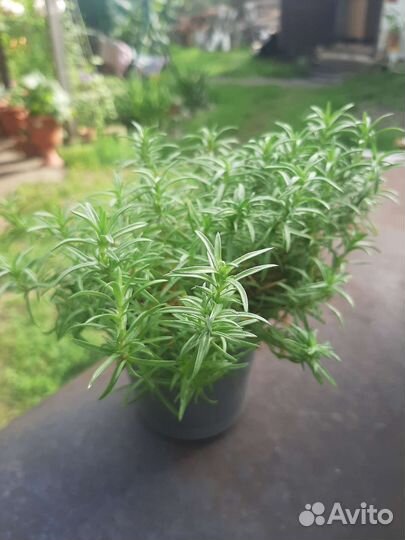 Многолетние садовые цветы