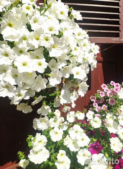 Рассада петуний и гацаний