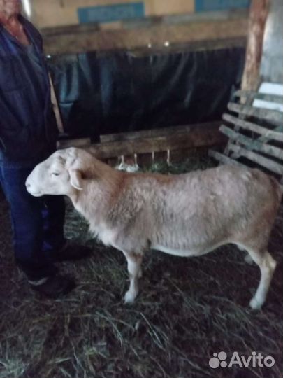 Баран Катумский