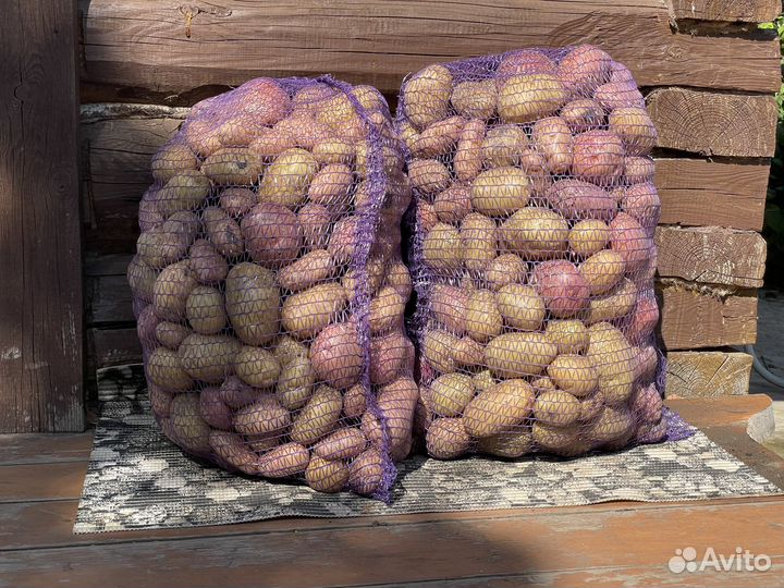 Картофель