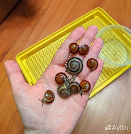 Тараканы, мокрицы, улитки