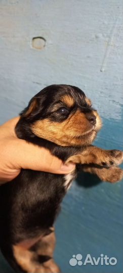 Йоркширский терьер щенки