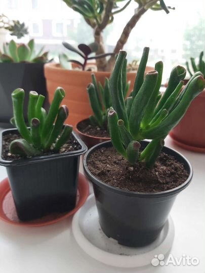 Крассула коралл