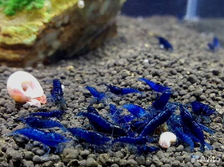 Аквариумные креветки