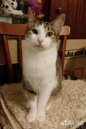 Кошечка Шишига