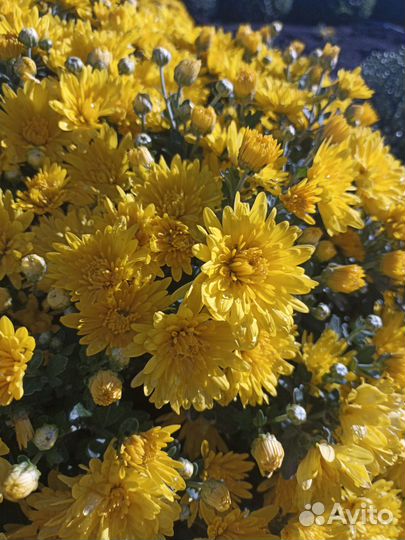 Хризантемы мультифлора и корейская