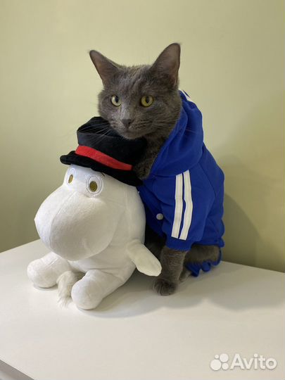 Одежда для собак и кошек костюм