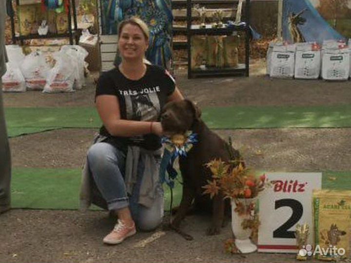 Дрессировка собак-Кинолог