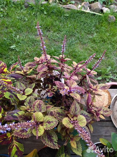 Черенки колеуса