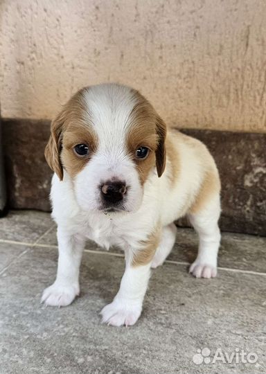 Собаки щенки