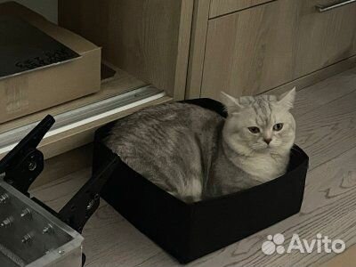 Британский кот вязка