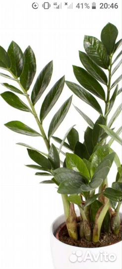 Замиокулькас