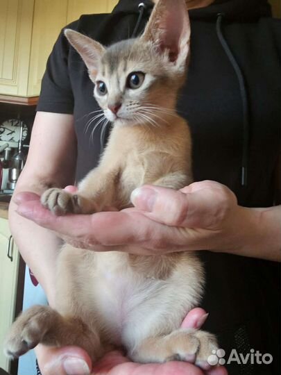 Абиссинские котята голубые