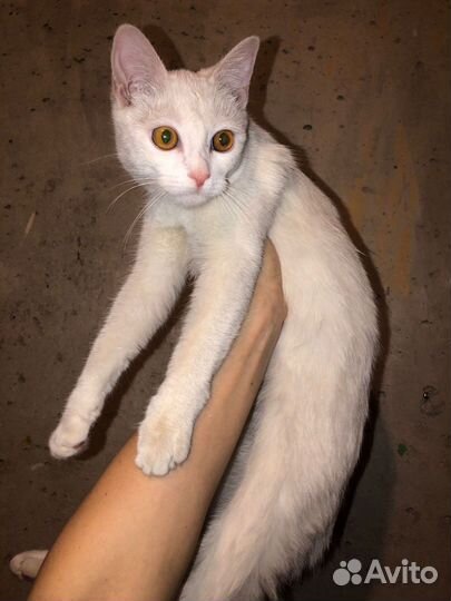 Белоснежка ищет дом