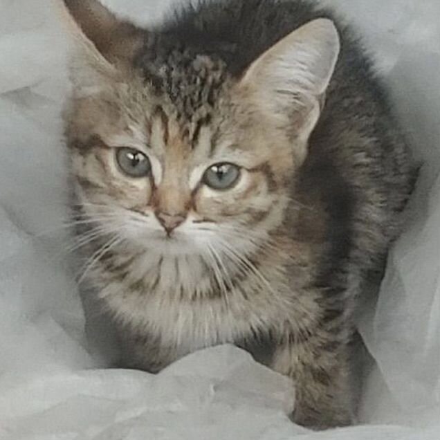 Котёнок в добрые руки