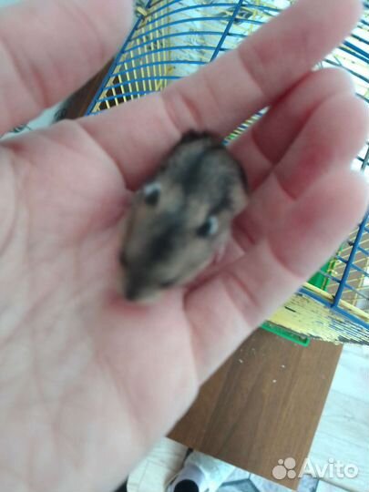 Джунгарский хомяк