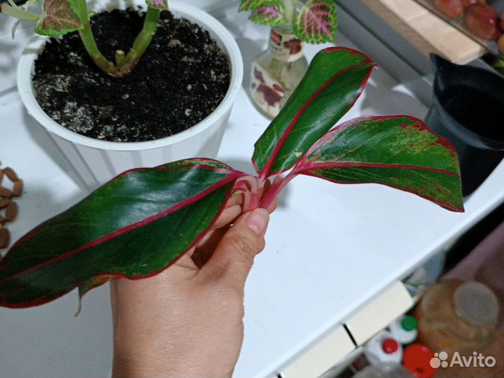 Аглаонема крит флейм